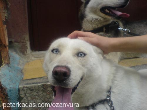 haydut Dişi Sibirya Kurdu (Husky)