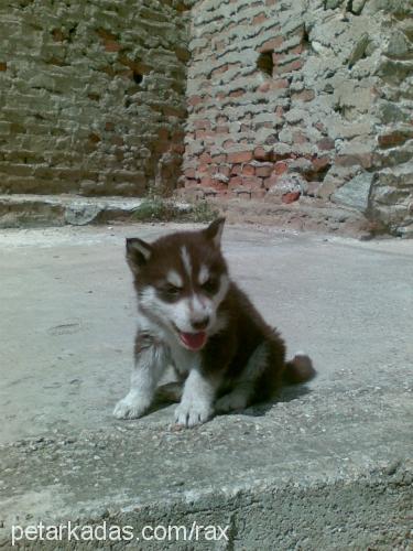 rex Erkek Sibirya Kurdu (Husky)