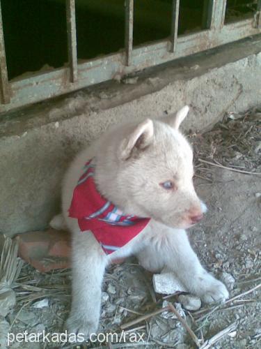 laydi Dişi Sibirya Kurdu (Husky)