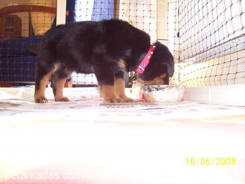 hera Dişi Rottweiler