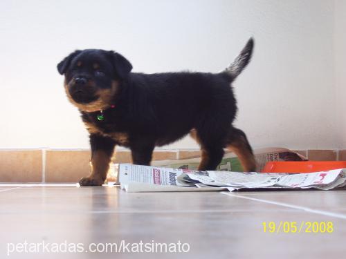 hera Dişi Rottweiler