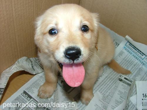 daisy Dişi Golden Retriever