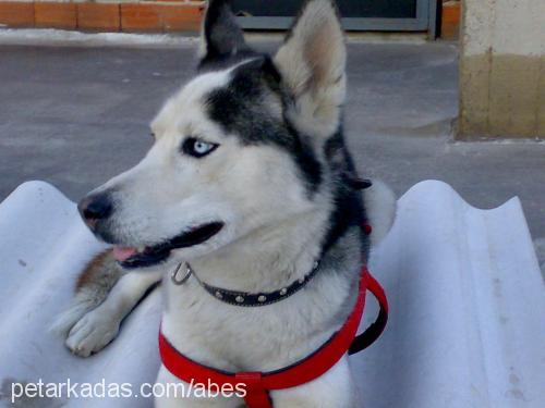 çakır Erkek Sibirya Kurdu (Husky)