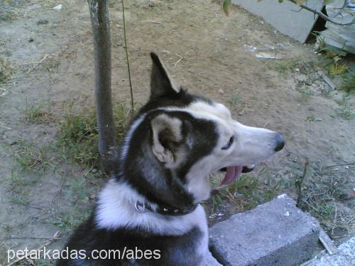 çakır Erkek Sibirya Kurdu (Husky)