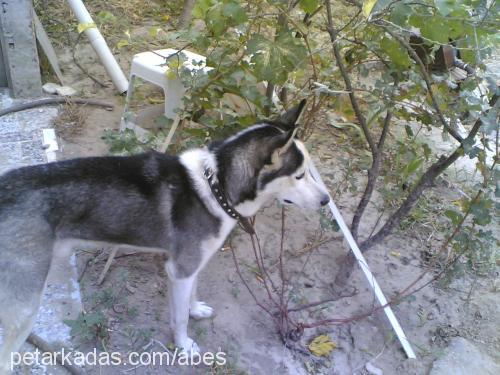 çakır Erkek Sibirya Kurdu (Husky)