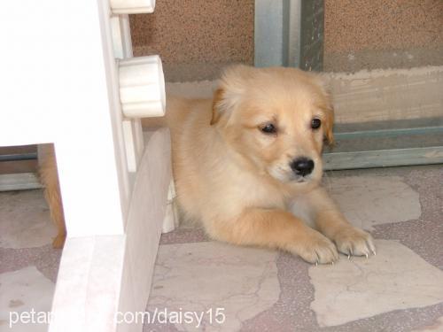 daisy Dişi Golden Retriever