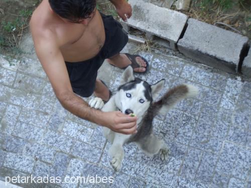 çakır Erkek Sibirya Kurdu (Husky)