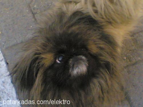 çiçek Dişi Pekingese