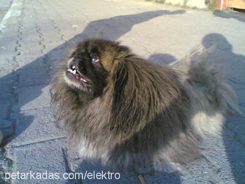 çiçek Dişi Pekingese