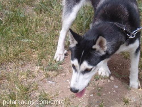 zeyna Dişi Sibirya Kurdu (Husky)