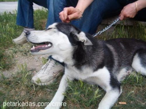 zeyna Dişi Sibirya Kurdu (Husky)