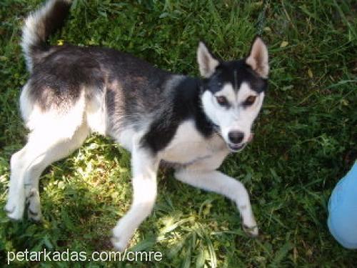 zeyna Dişi Sibirya Kurdu (Husky)