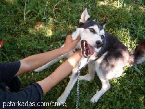 zeyna Dişi Sibirya Kurdu (Husky)