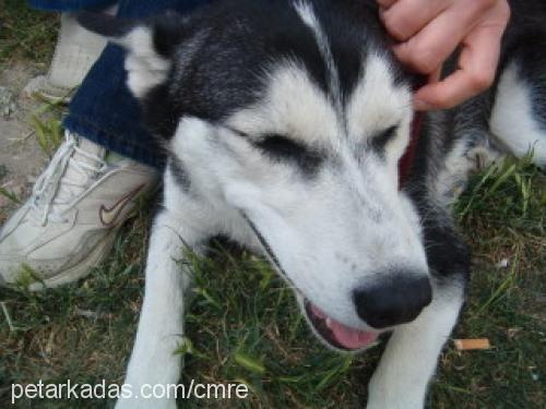 zeyna Dişi Sibirya Kurdu (Husky)