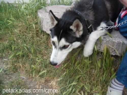 zeyna Dişi Sibirya Kurdu (Husky)