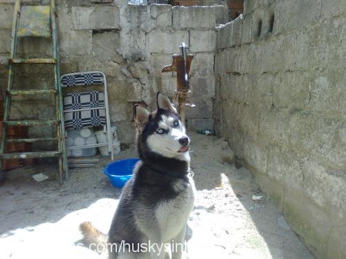 kontes Dişi Sibirya Kurdu (Husky)