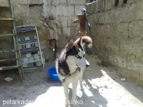 kontes Dişi Sibirya Kurdu (Husky)