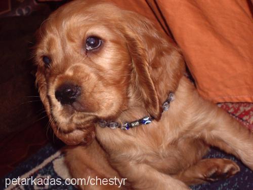 chestyr Erkek İngiliz Cocker Spaniel