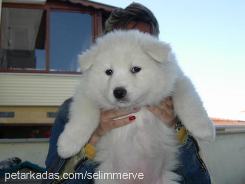 paşa Erkek Samoyed