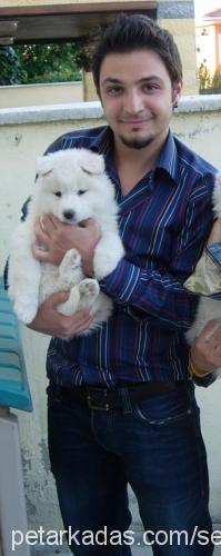 paşa Erkek Samoyed