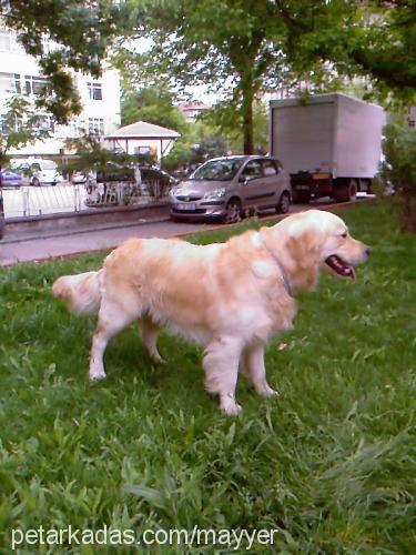 rüzgar Erkek Golden Retriever