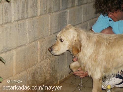 rüzgar Erkek Golden Retriever