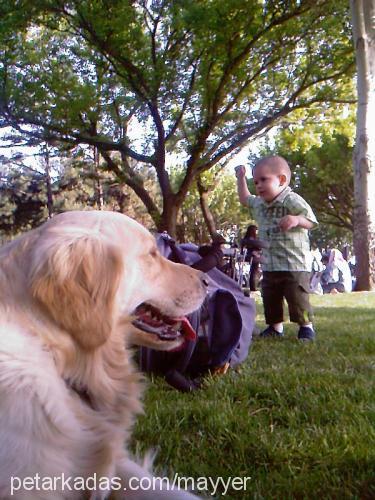 rüzgar Erkek Golden Retriever