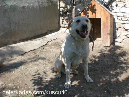 ejder Erkek Labrador Retriever