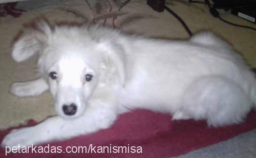 mişa Dişi Poodle (Standart Kaniş)