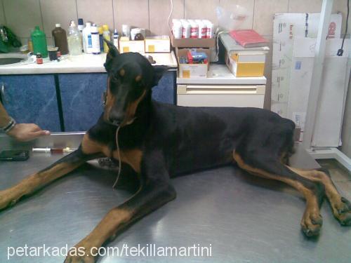 tekilla Erkek Doberman Pinscher