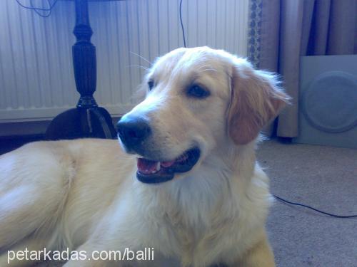 limon Dişi Golden Retriever