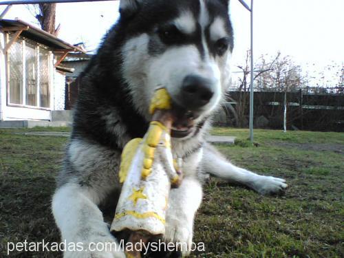 oscar Erkek Sibirya Kurdu (Husky)