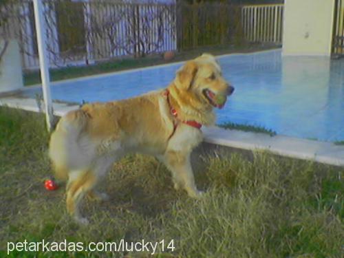 lucky Erkek Golden Retriever