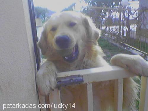 lucky Erkek Golden Retriever