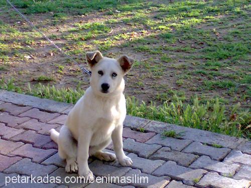 aŞİl Erkek Sibirya Kurdu (Husky)