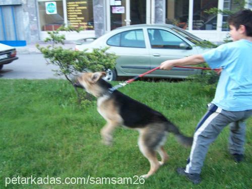 cindy Dişi Alman Çoban Köpeği