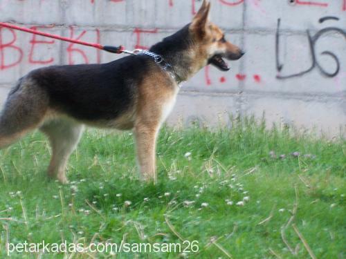 cindy Dişi Alman Çoban Köpeği