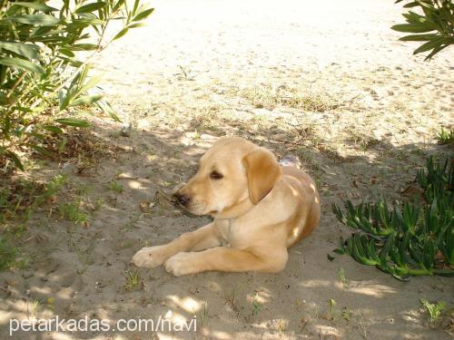 şerbet Dişi Labrador Retriever