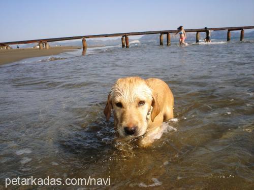 şerbet Dişi Labrador Retriever