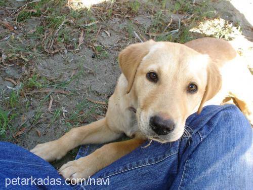 şerbet Dişi Labrador Retriever