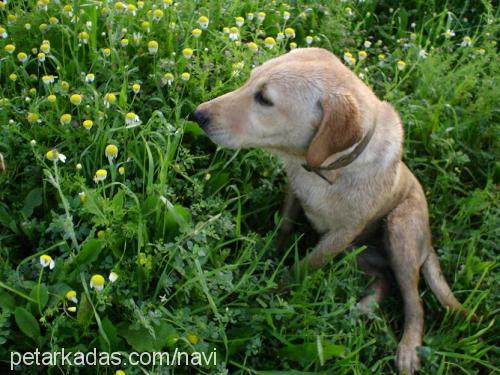 şerbet Dişi Labrador Retriever