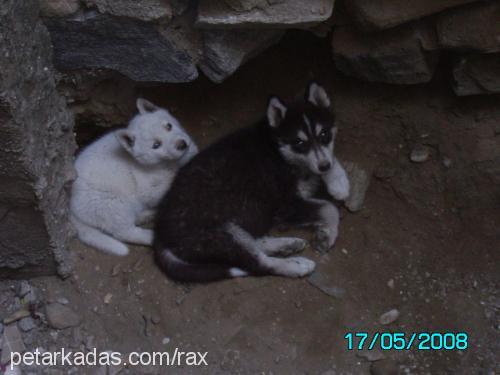 rex Erkek Sibirya Kurdu (Husky)