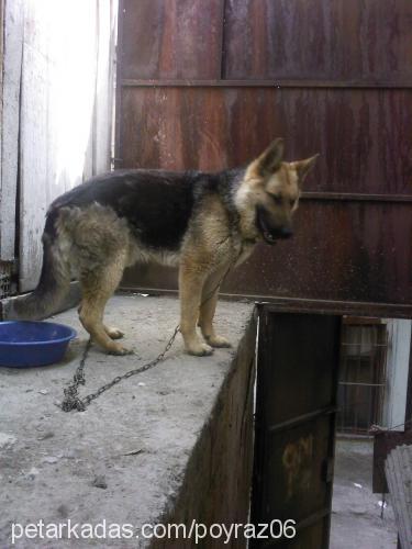 poyraz Erkek Alman Çoban Köpeği