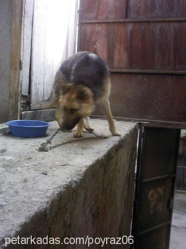 poyraz Erkek Alman Çoban Köpeği