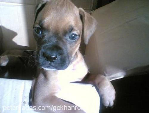 browni Erkek Boxer