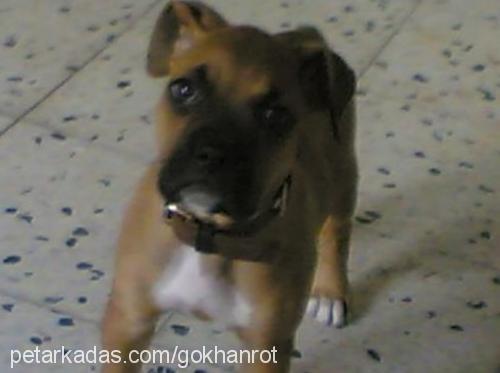 browni Erkek Boxer