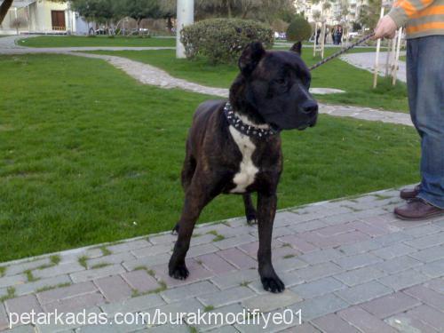 cannibal Erkek Bandogge Mastiff