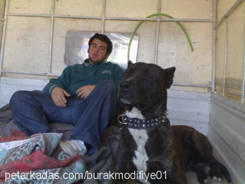 cannibal Erkek Bandogge Mastiff