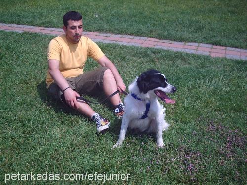 efe Erkek Border Collie