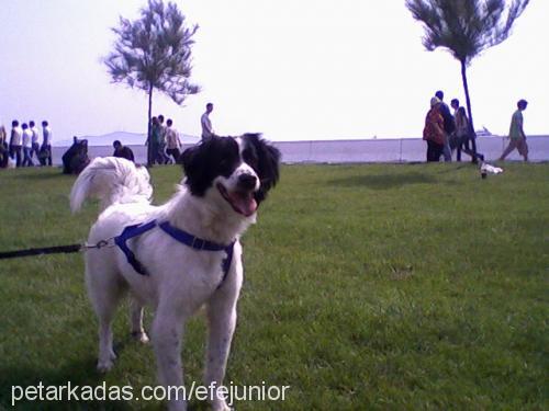 efe Erkek Border Collie